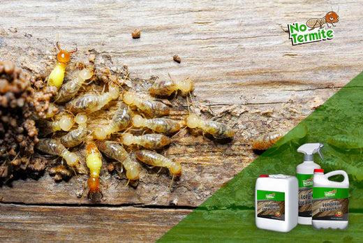 How to choose the best anti-termite product for optimal protection